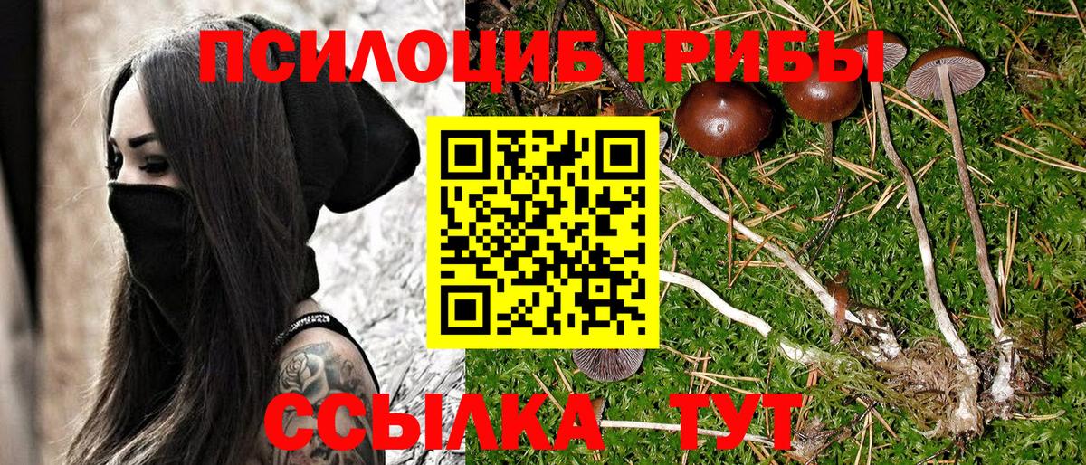 Лабинск  где найти   Вход с VPN  Псилоцибиновые грибы GOLDEN TEACHER 